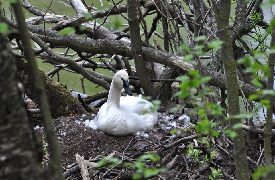 Nesting Trumpeter Swan
