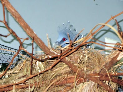 Nesting Victoria Crowned Pigeon