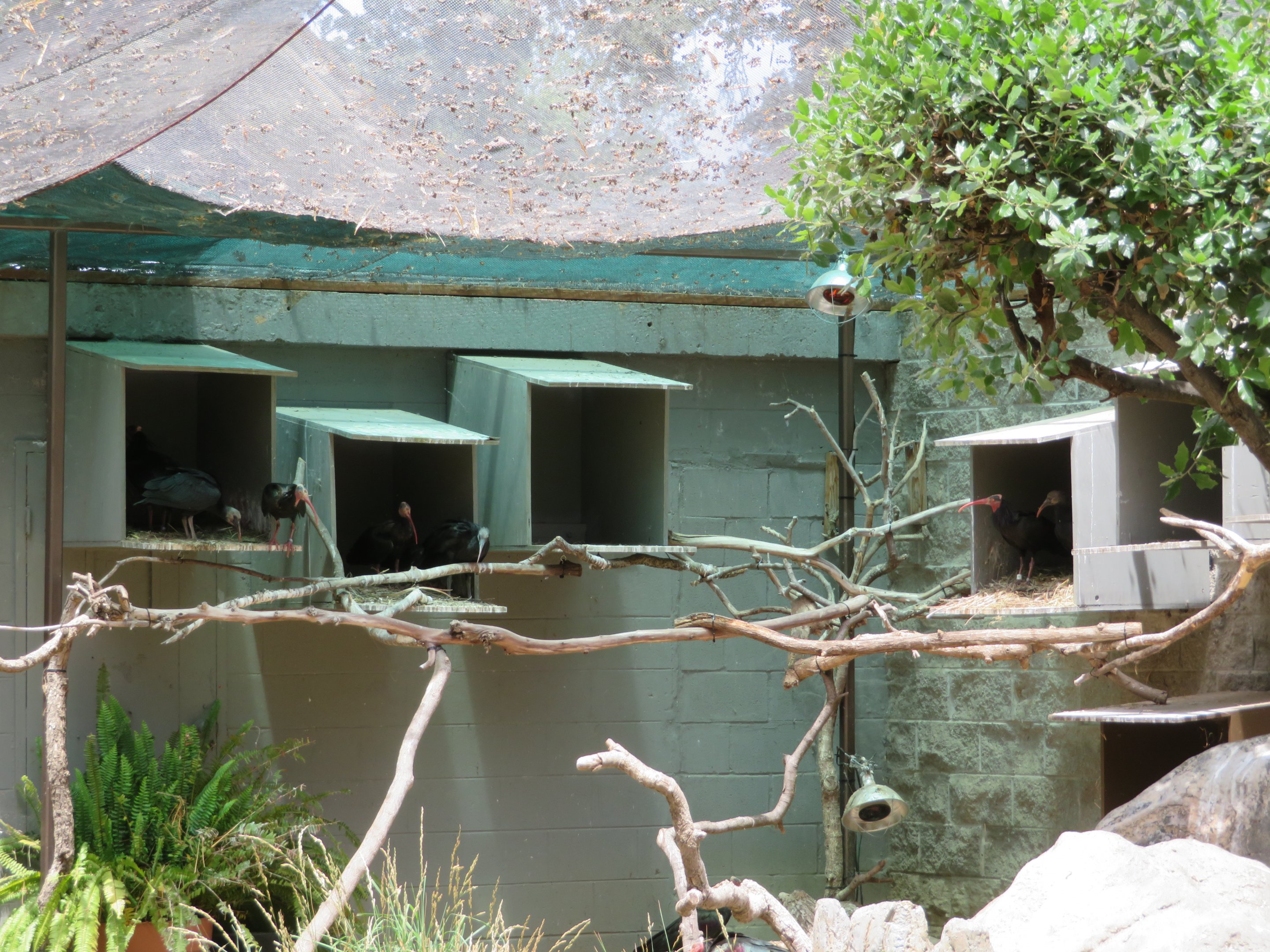 Nesting Waldrapp Ibises