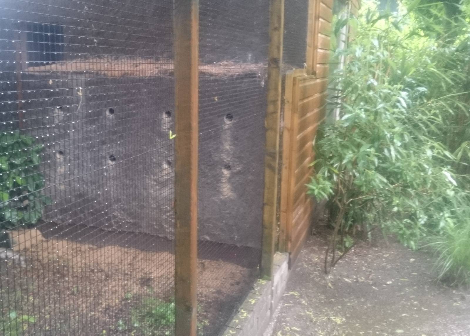 Nesting-wall Bee-eaters