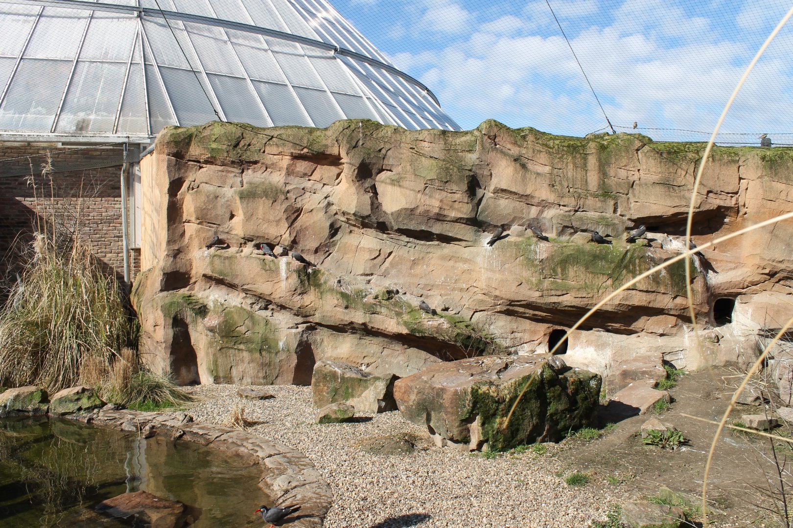 Nesting-wall Inca tern