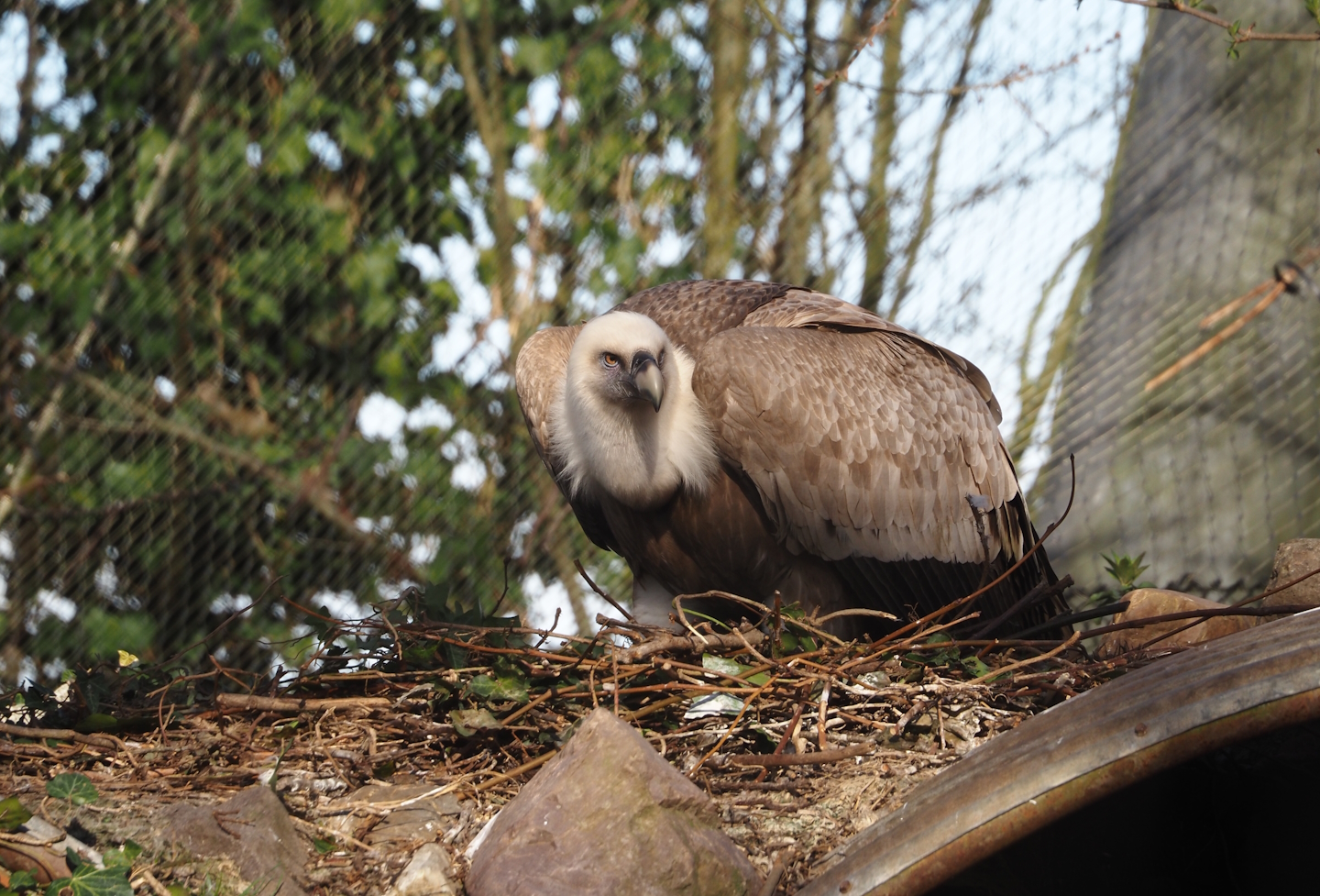 Nesting Western Eurasian griffon vulture (Gyps fulvus fulvus), 2025-03-23