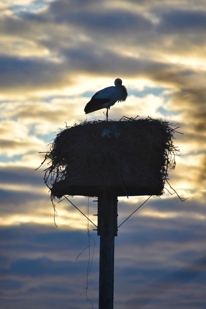 Nesting White stork