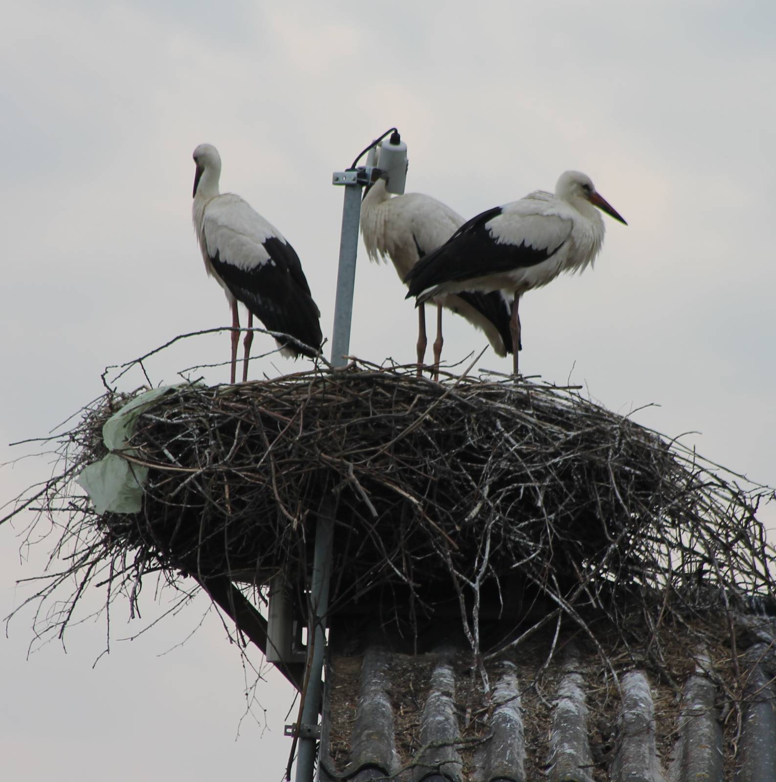 Nesting White storks