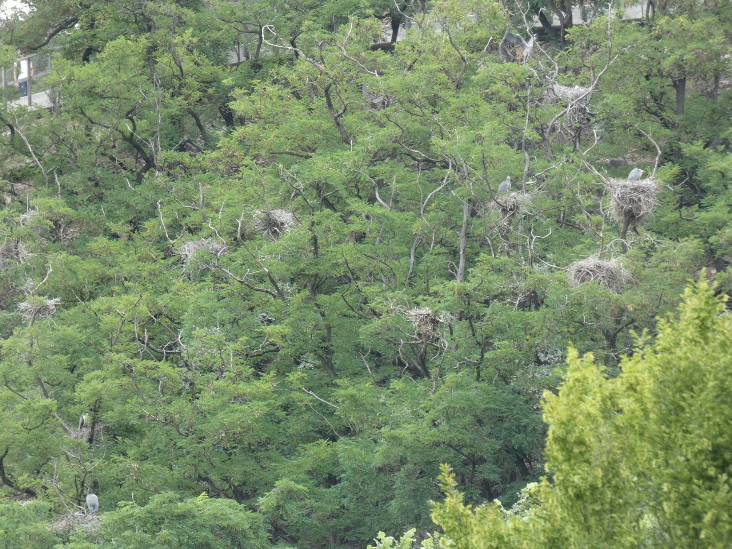 Nesting Wild Herons