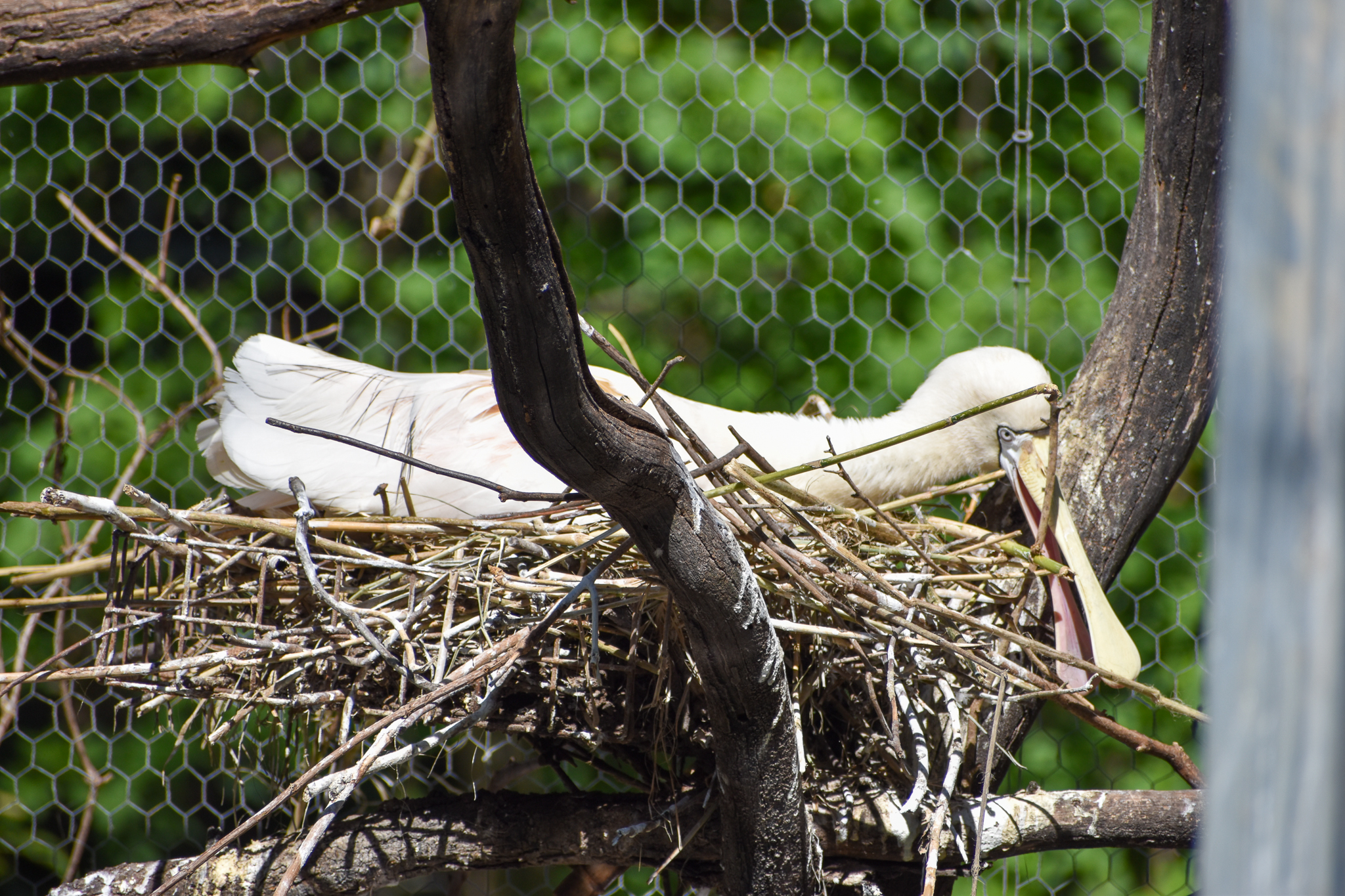 nesting Yellow-billed Spoonbill