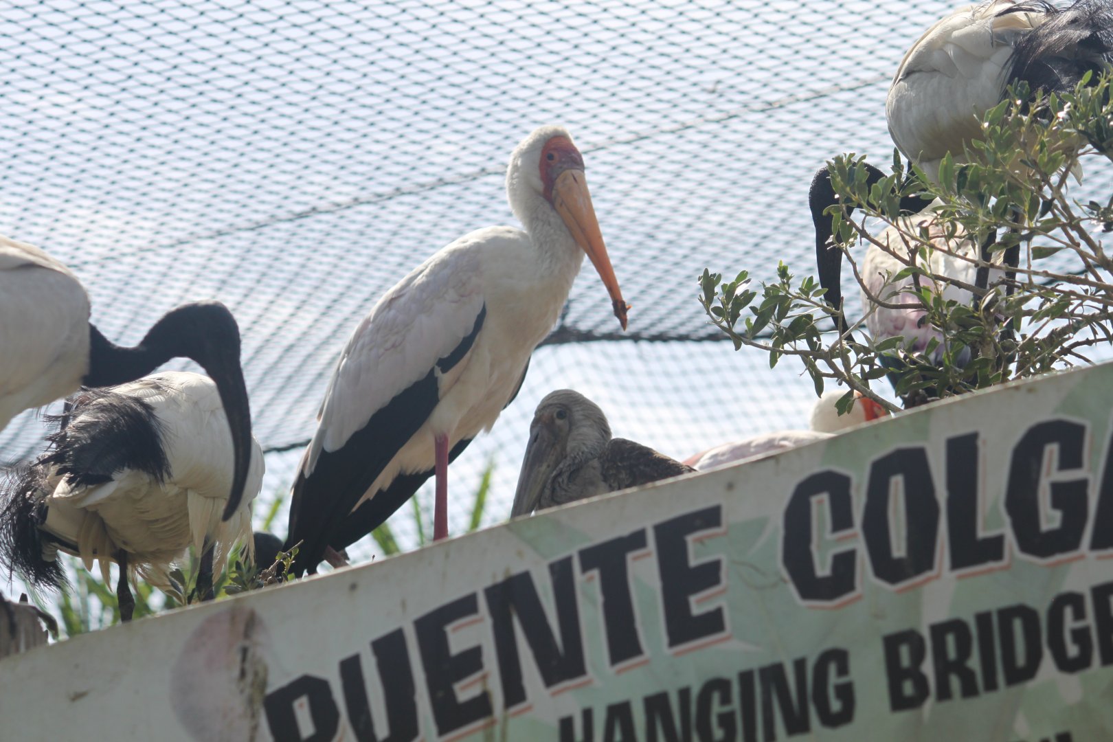 Nesting Yellow billed stork and ibises
