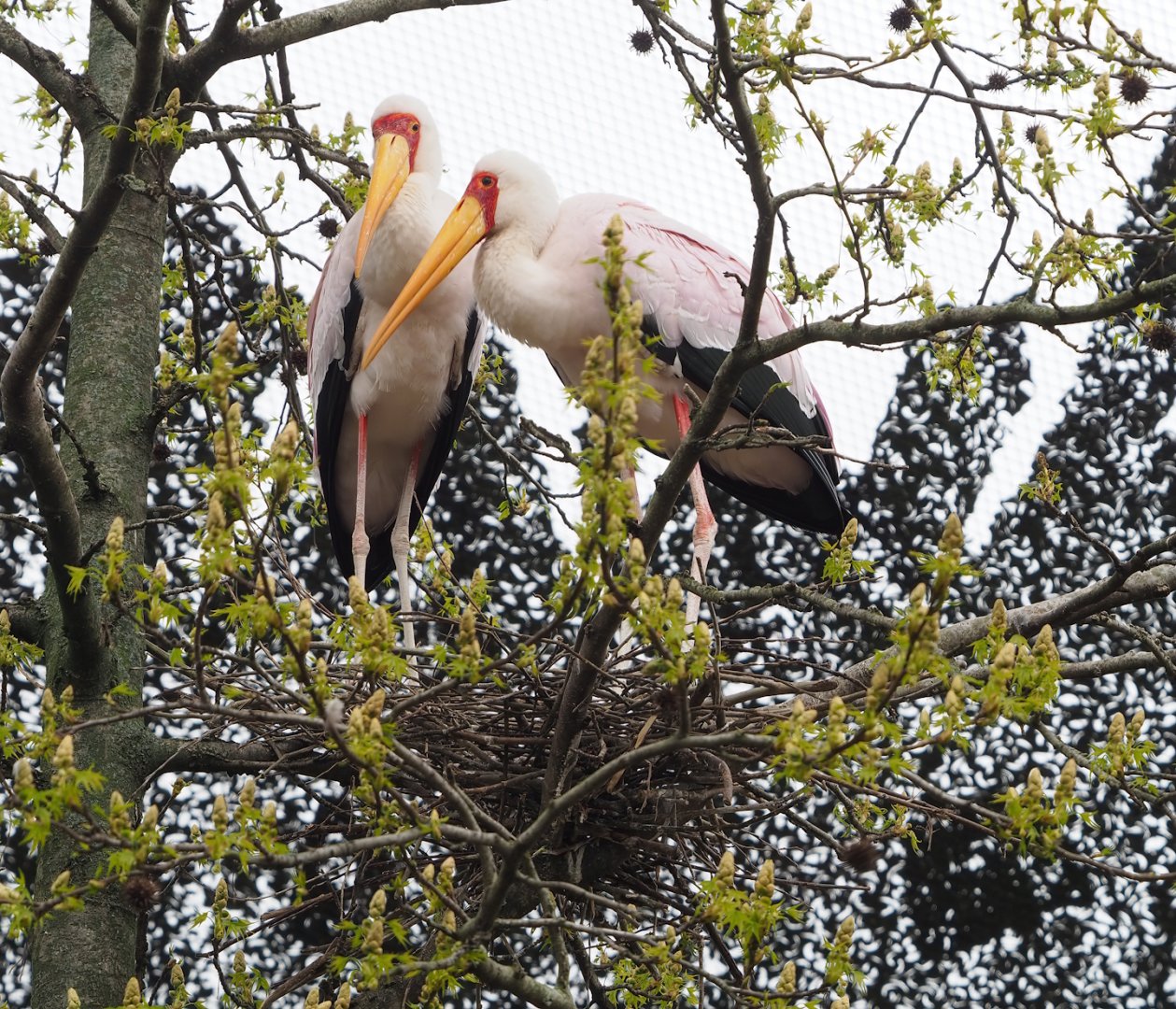 Nesting Yellow-billed storks (Mycteria ibis), 2023-04-08