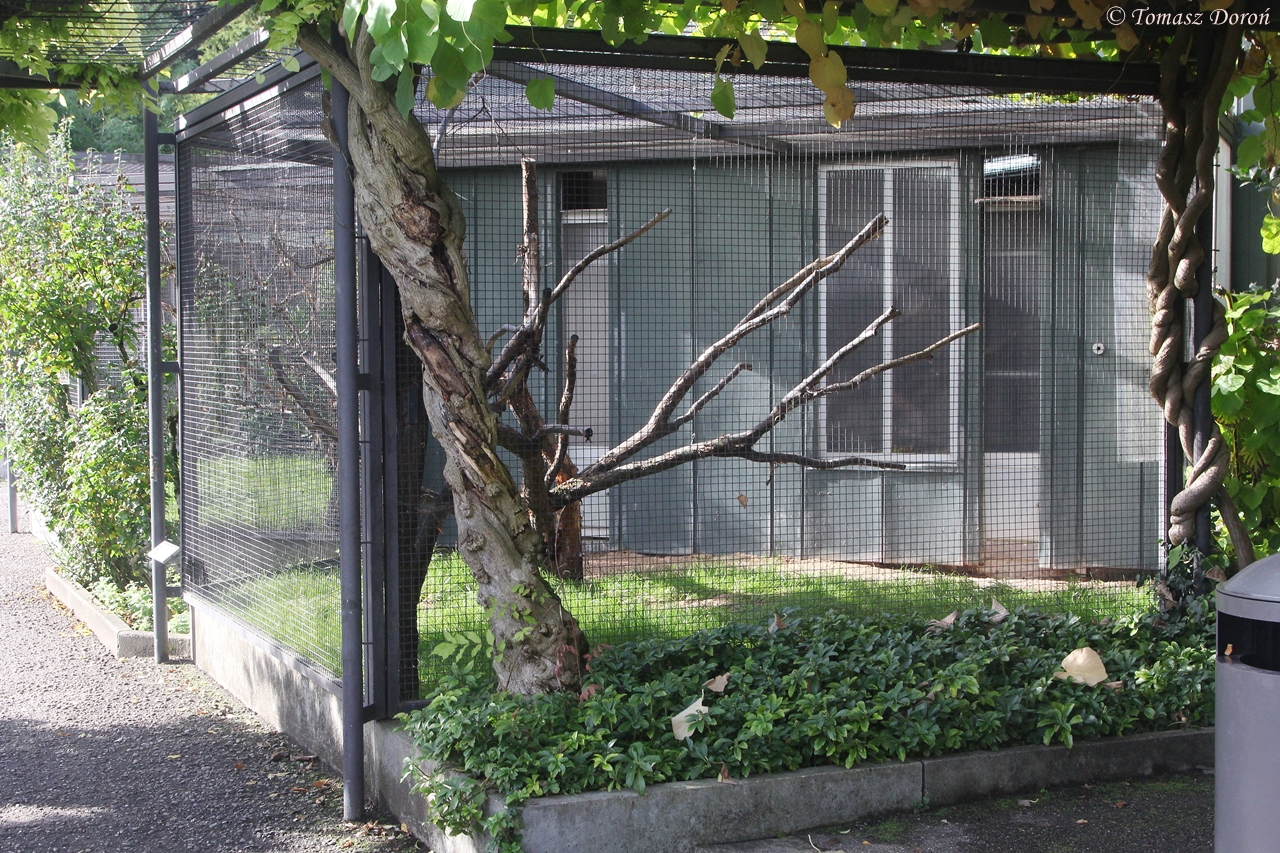 Nestor meridionalis aviary