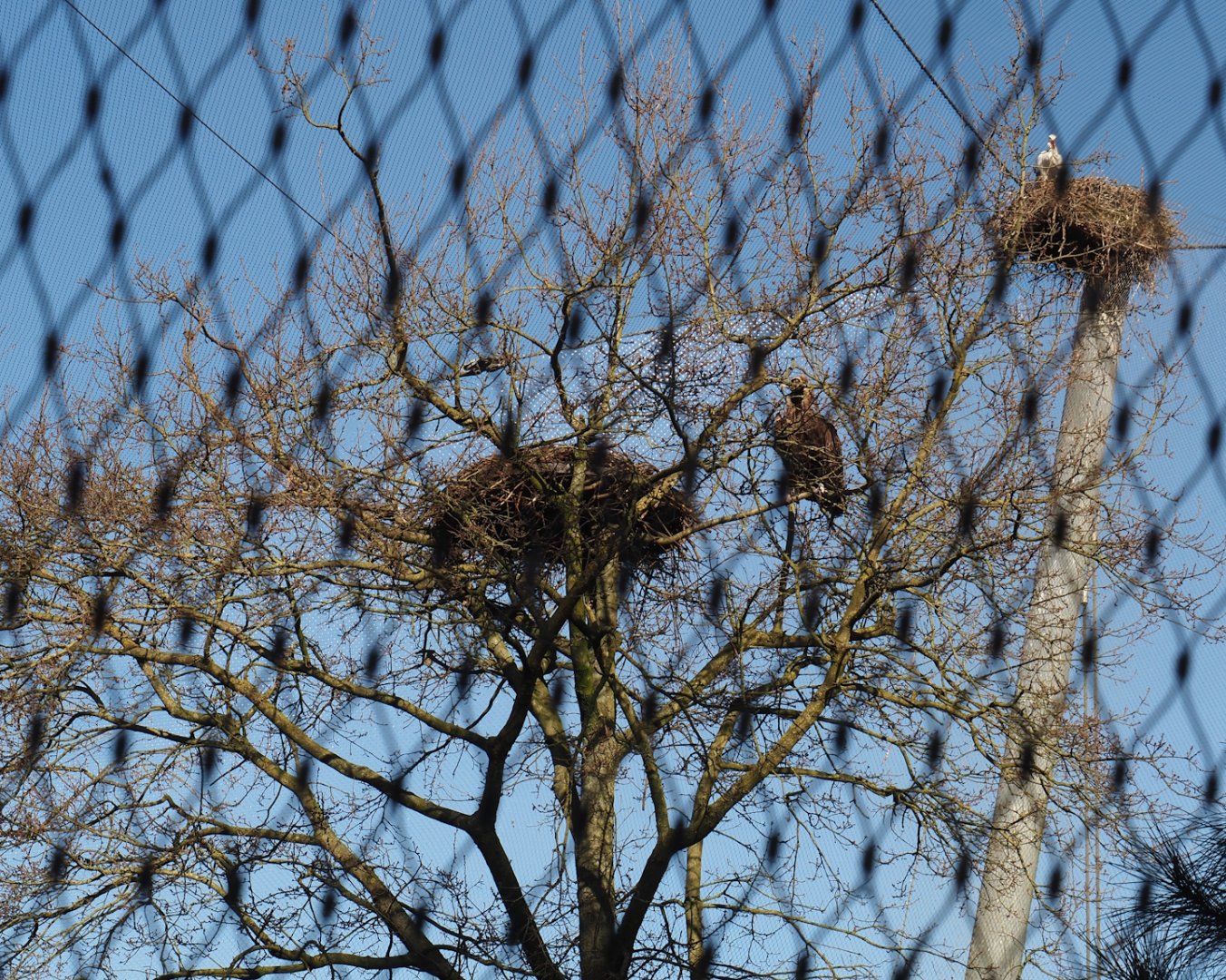 Nests inside and on top of the Cinereous vulture and Western Eurasian griffon vulture, 2025-03-23