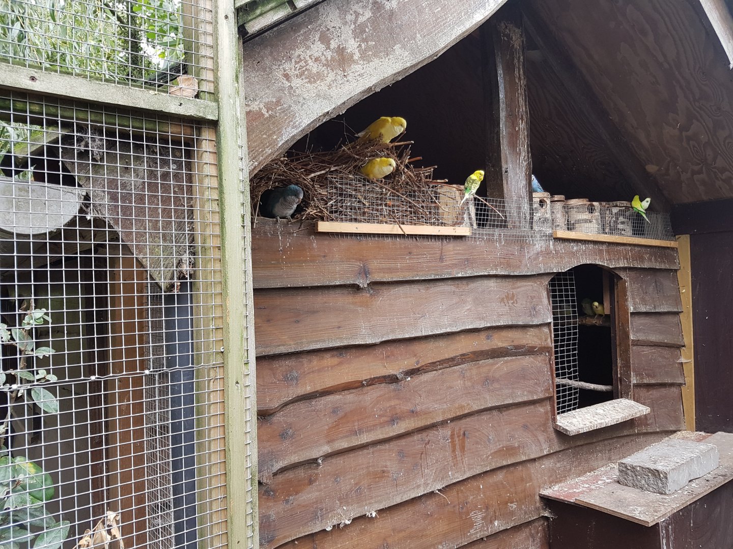 Nests Monk parakeets and Budgies