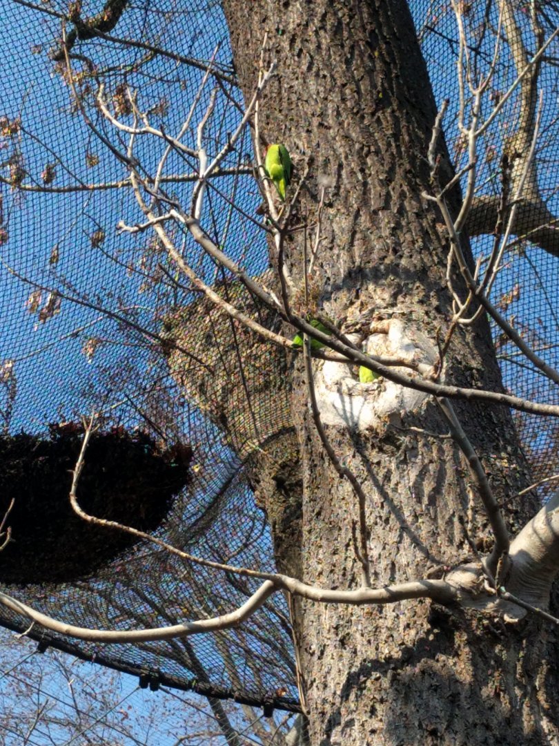 Nests of Blue crowned hanging parrots