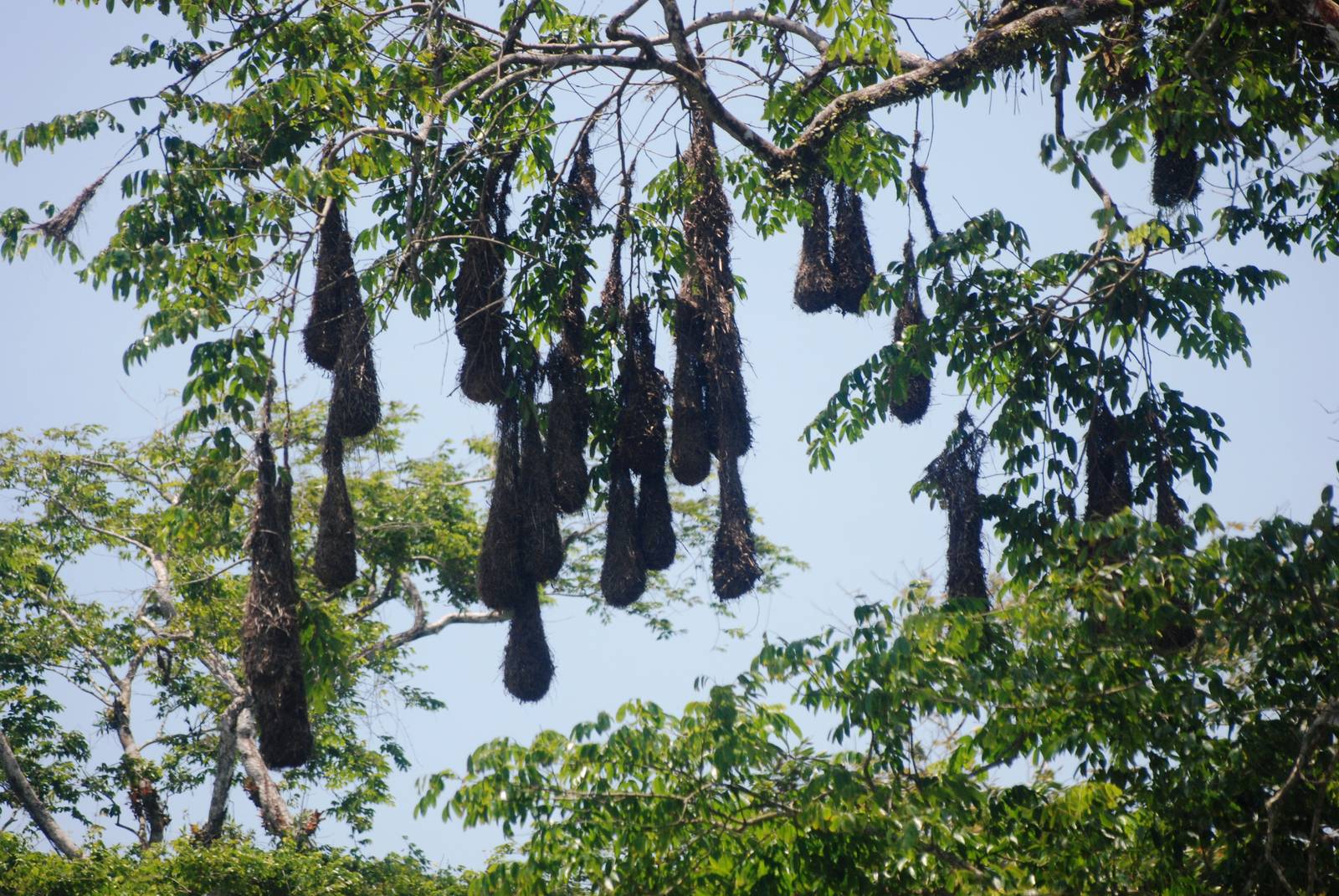 Nests of Montezuma Oropendolas in Tortuguero, 13/04/14
