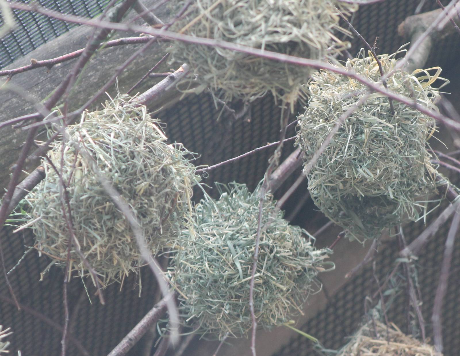 Nests of Village weavers