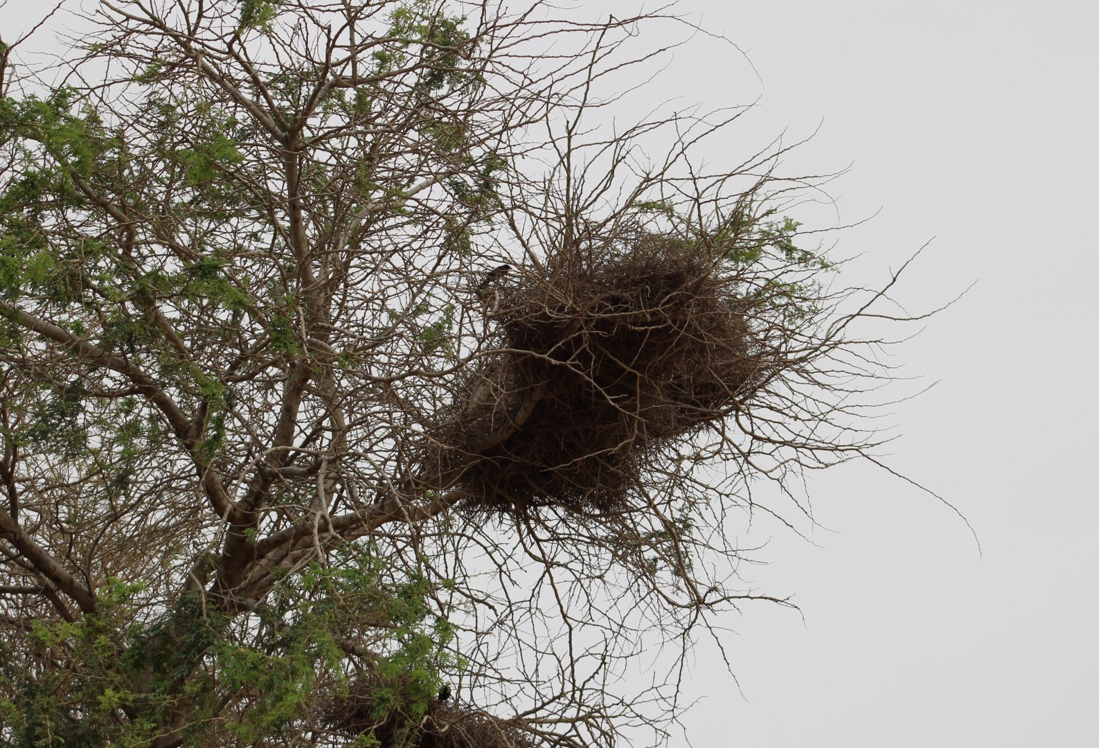 Nests White-billed buffalo-weaver
