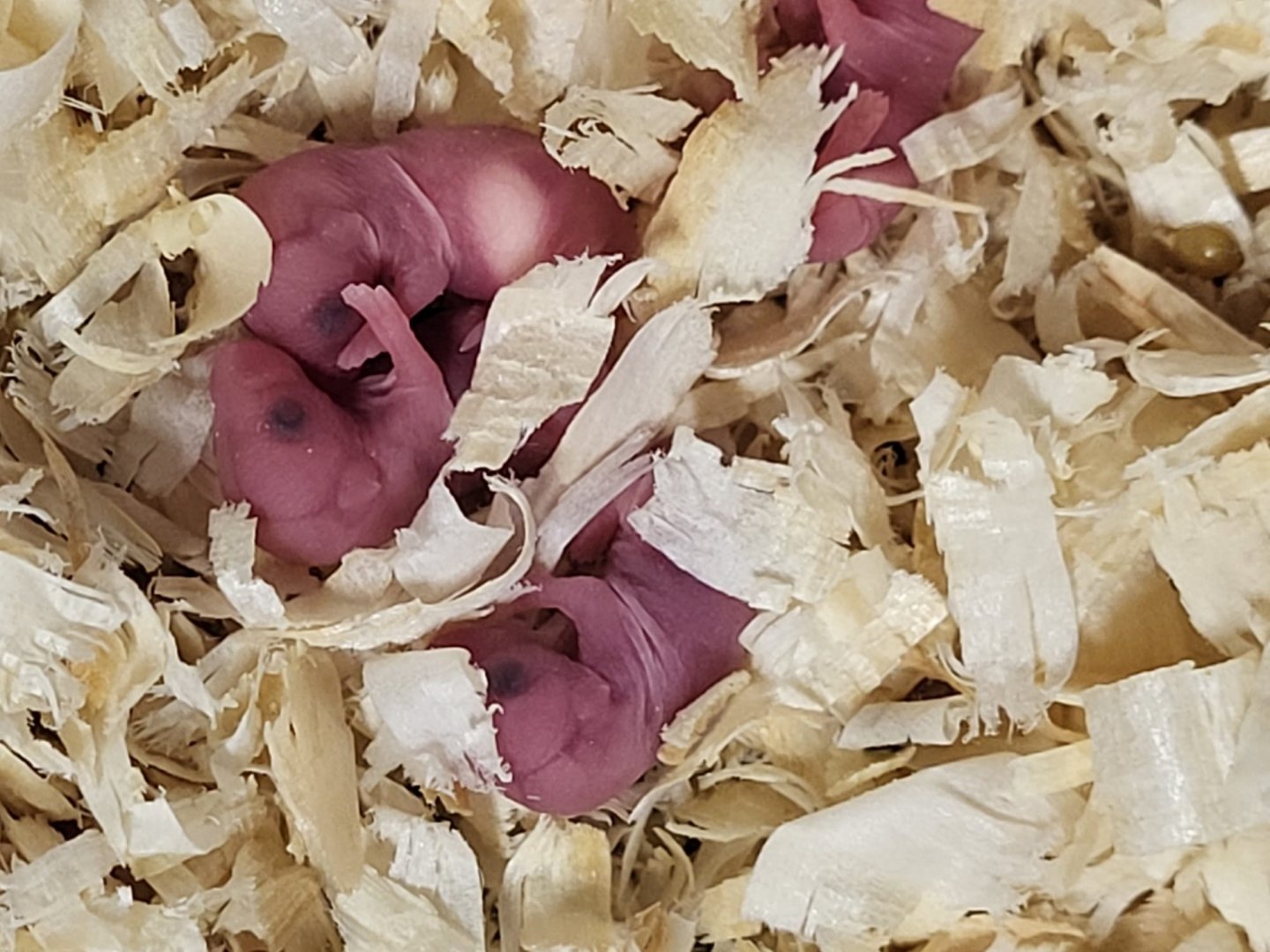 Nestyoung African pygmymice
