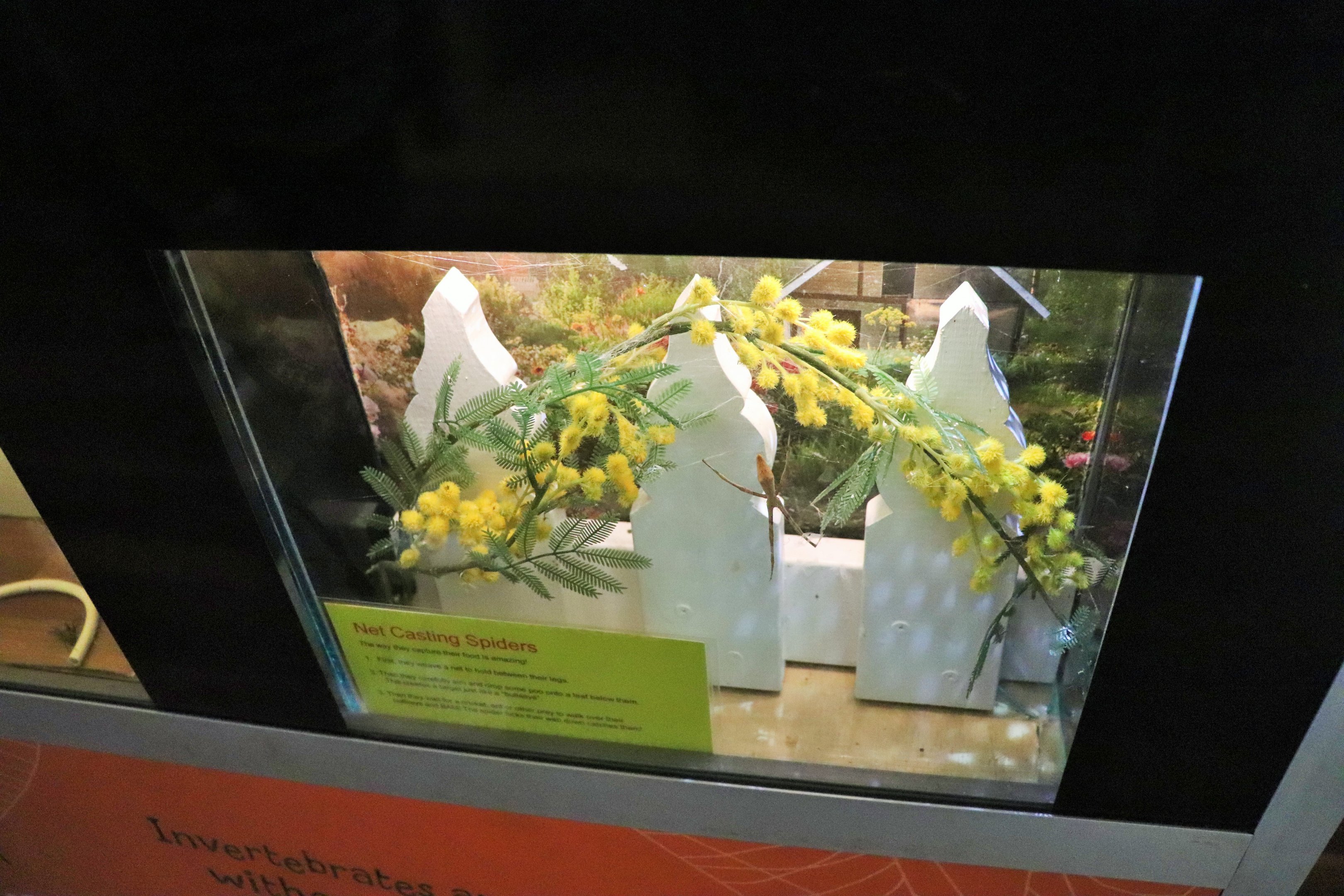 Net-casting Spider Tank