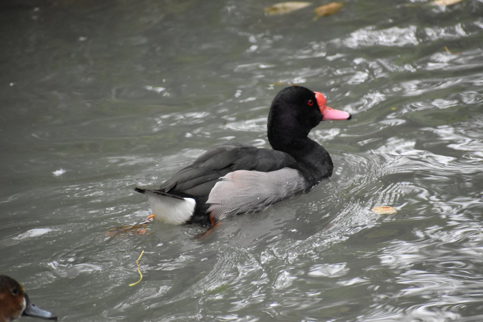 Netta peposaca - Rosy-billed Pochard
