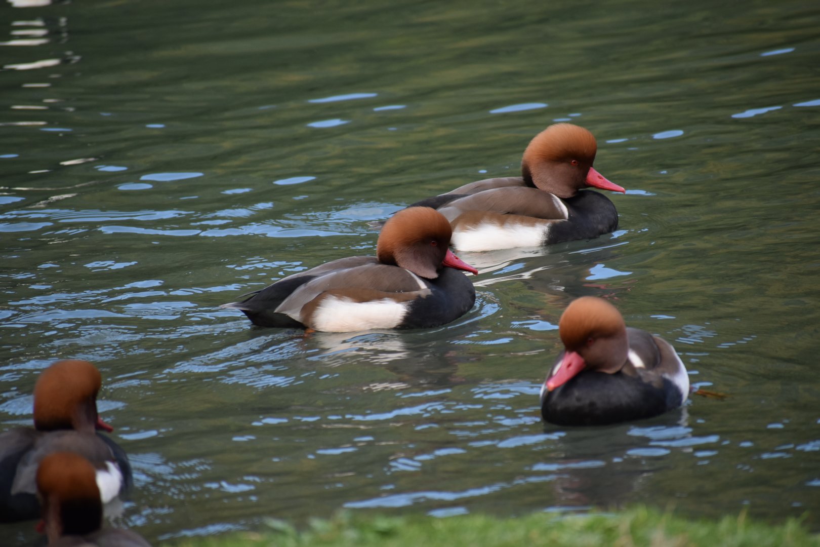 Netta rufina - Red-crested Pochard