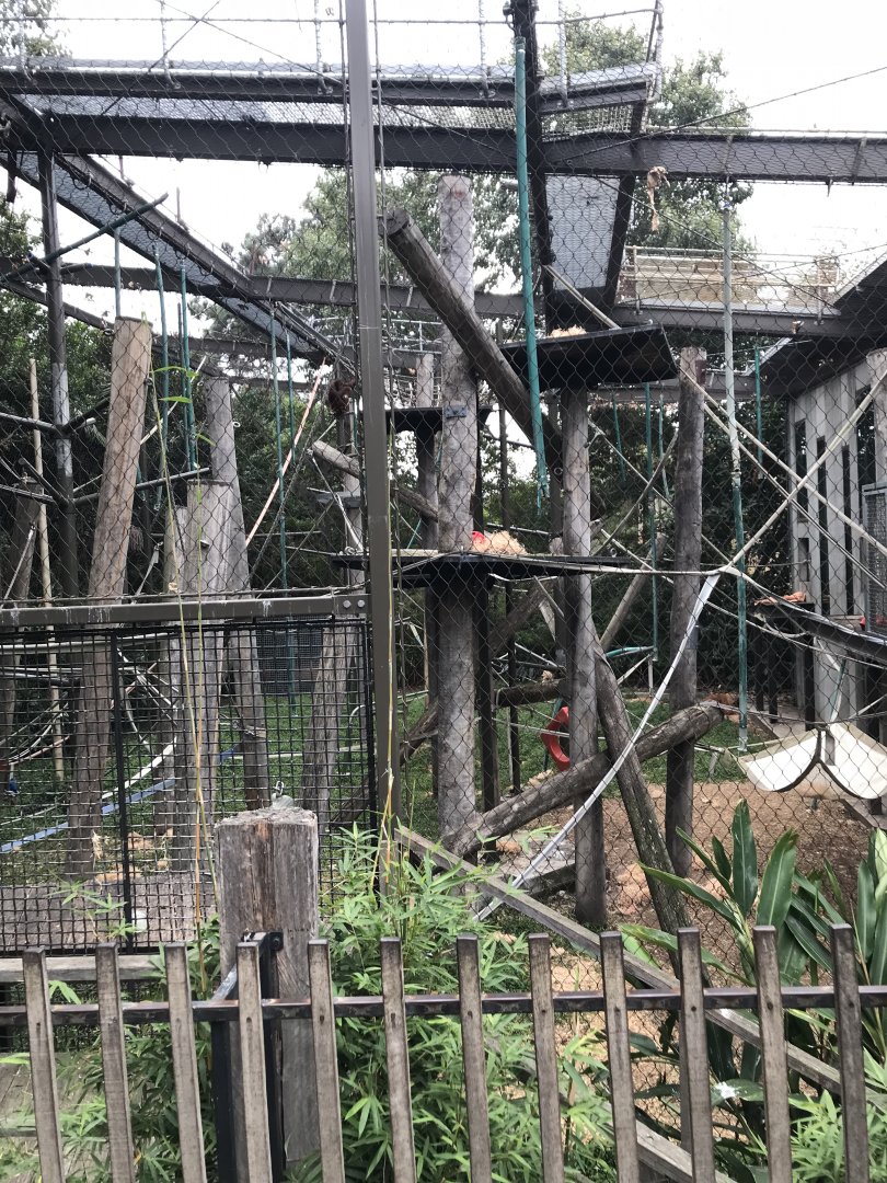 Netted orangutan enclosure