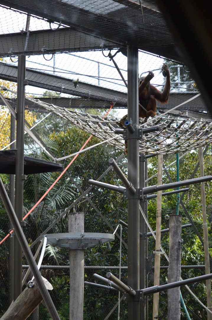 Netted Orangutan Exhibit