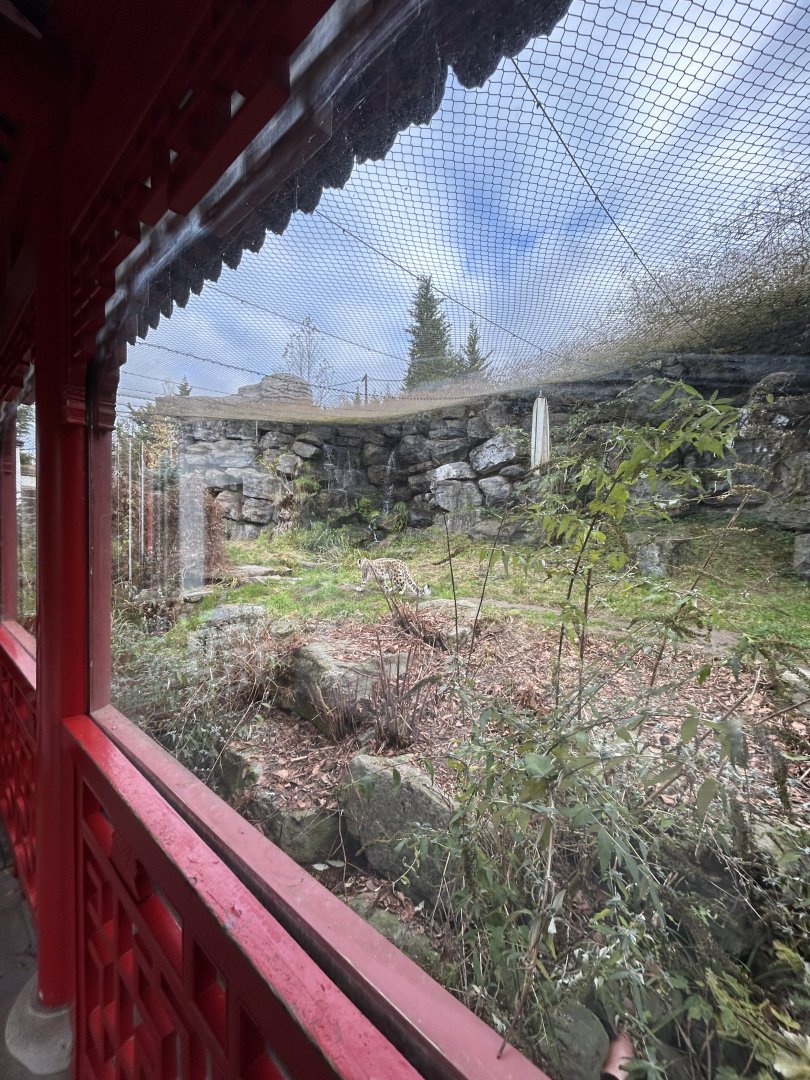 Netted snow leopard exhibit