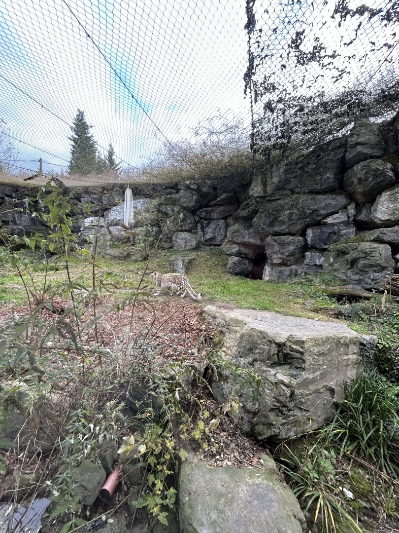Netted snow leopard exhibit