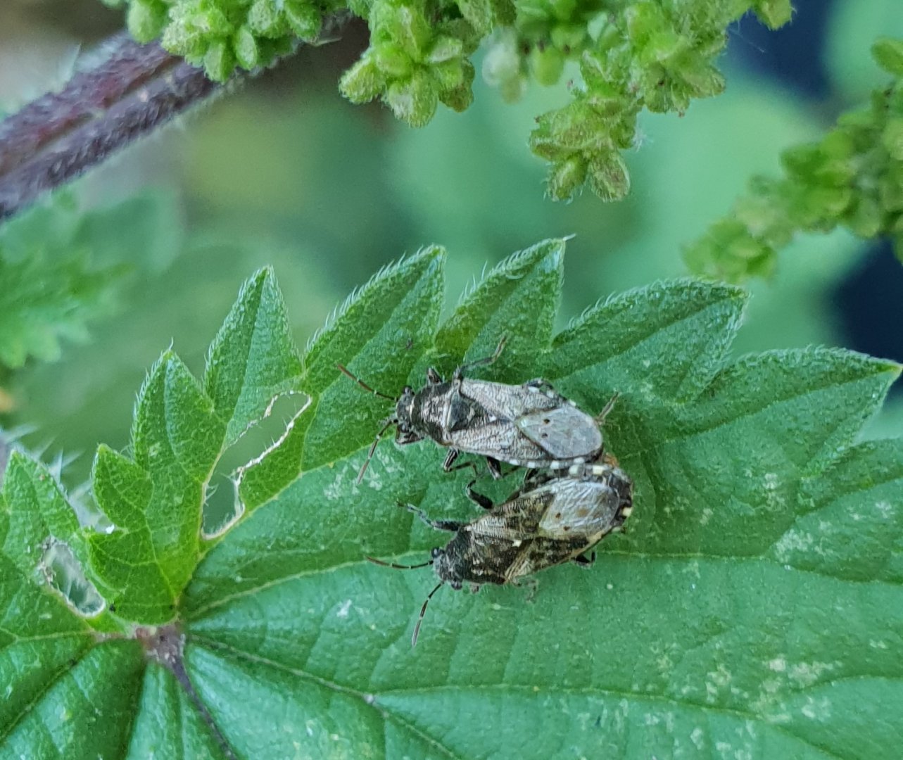 Nettle bugs - Heterogaster urticae