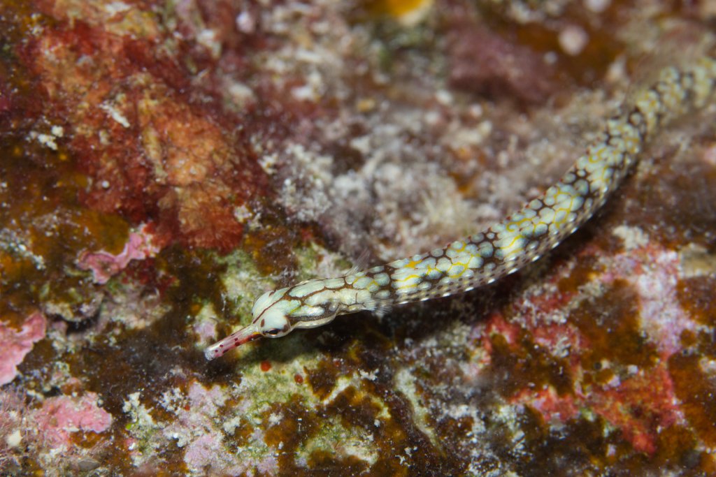 Network Pipefish (Corythoichthys flavofasciatus)