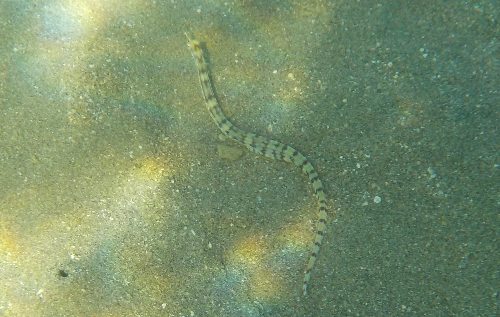 Network pipefish - Corythoichthys flavofasciatus