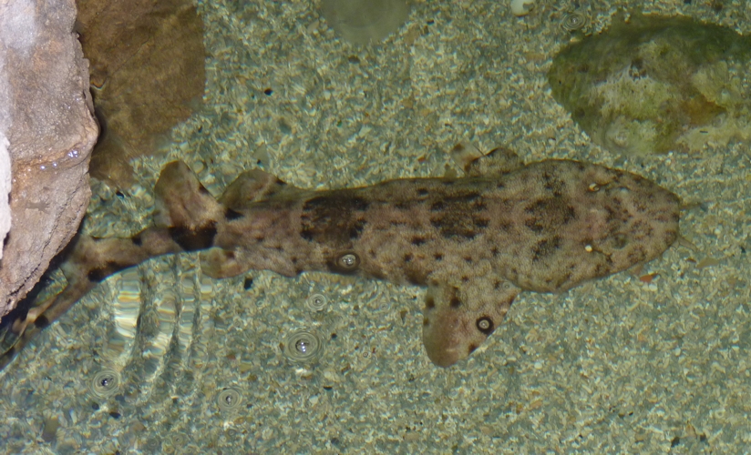 Network wobbegong (Orectolobus reticulatus)