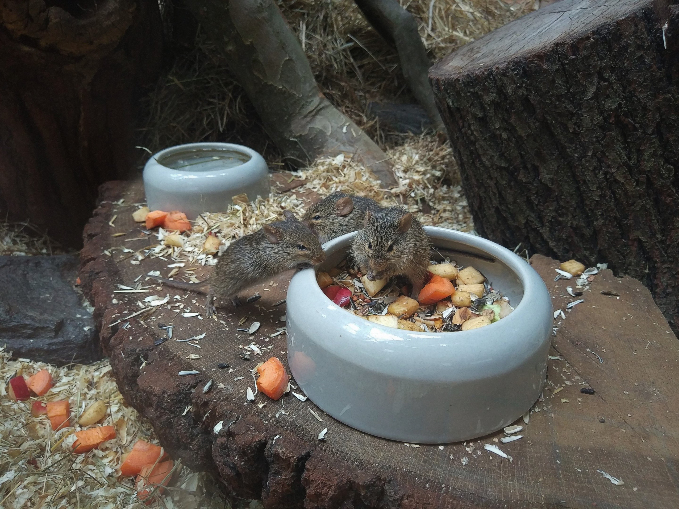 Neumann's Grass Mouse