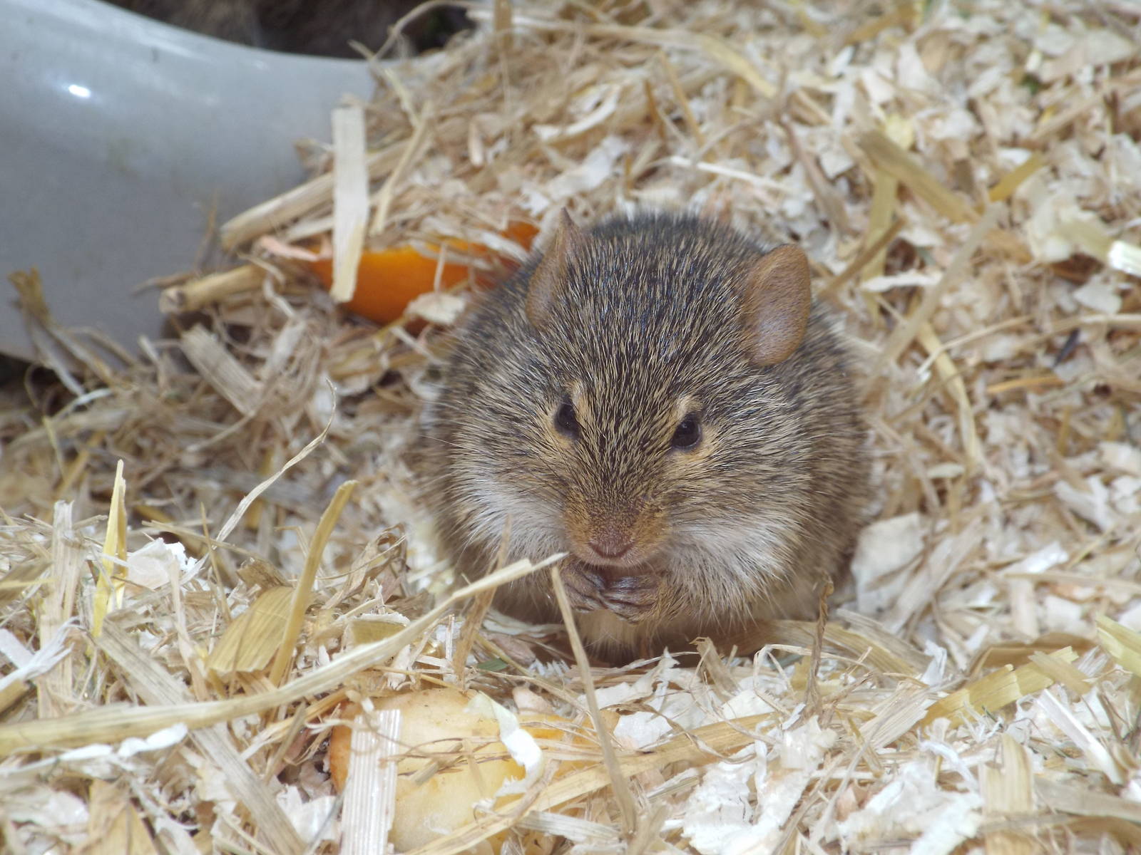 Neumanns Grass Rat (Arvicanthis neumanni) at Tierpark Berlin - 3 April 201
