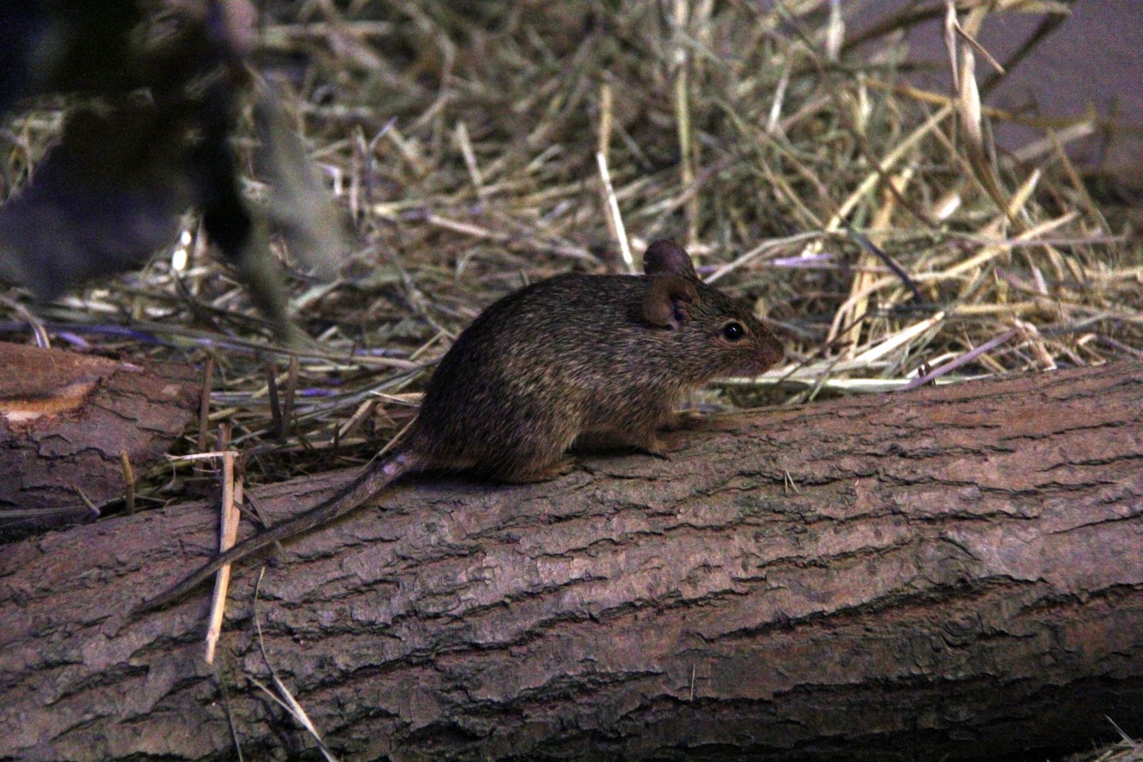 Neumann's grass rat (Arvicanthis neumanni)