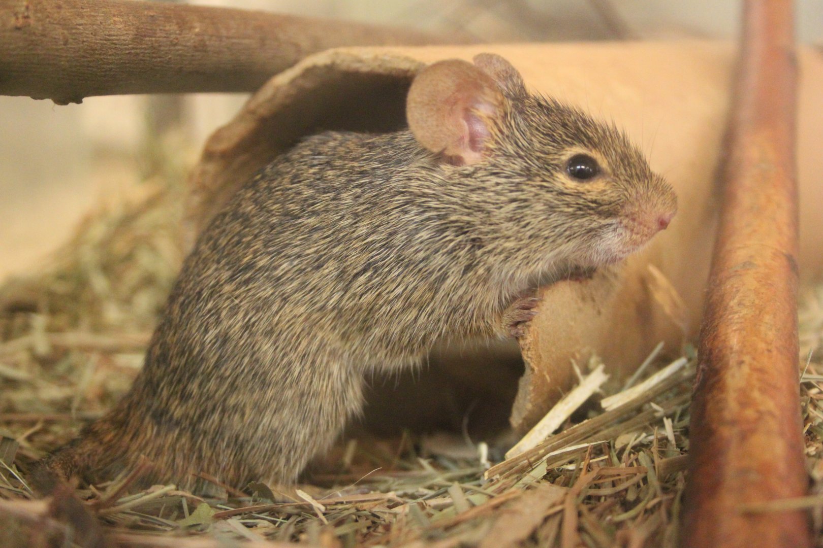 Neumann's grass rat (Arvicanthis neumanni)