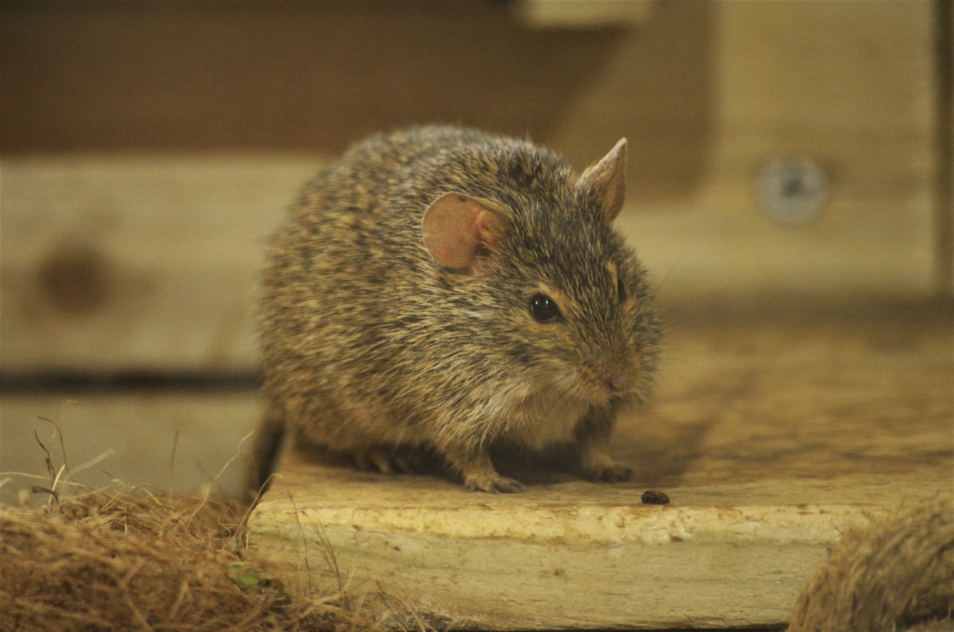 Neumann's Grass Rat at Cotswold WP, 22/04/17