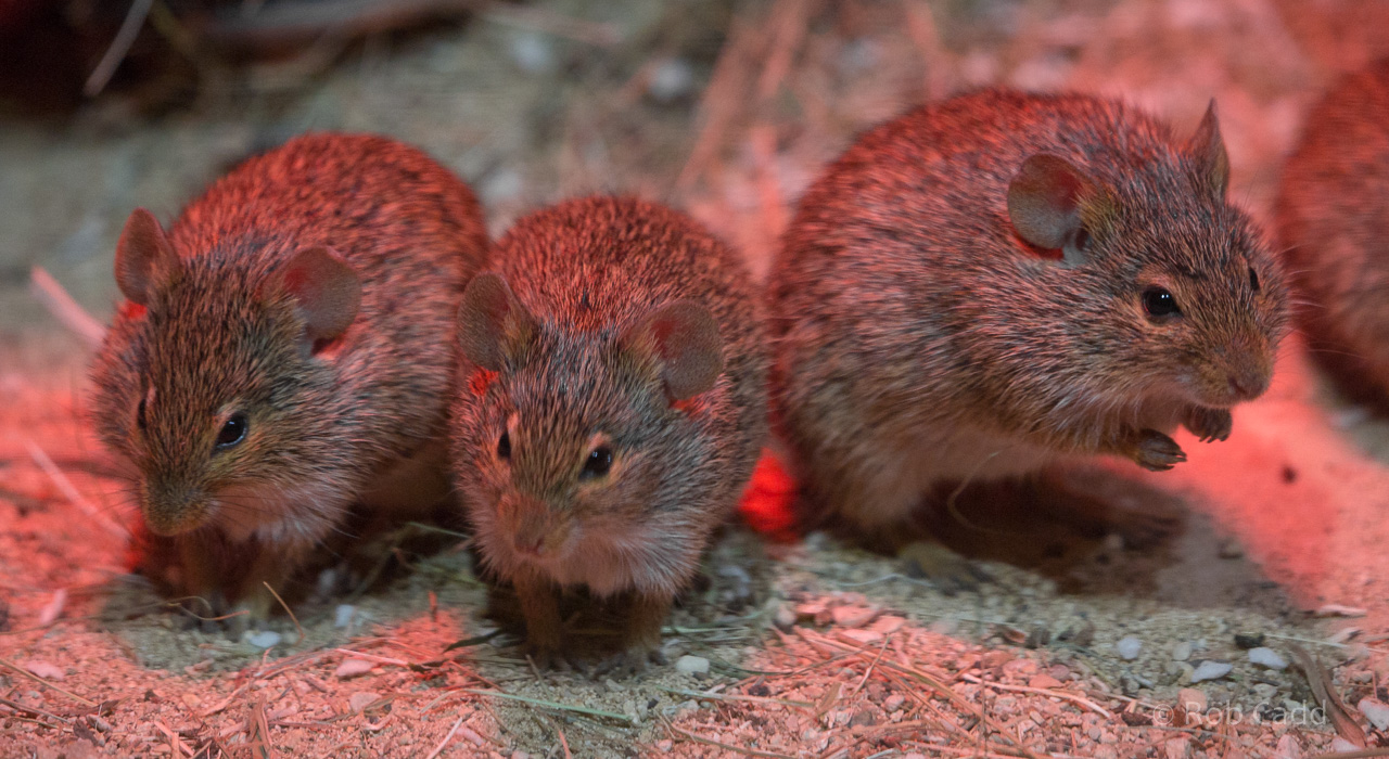 Neumann's grass rat : Cotswold WP : 03 Dec 2016