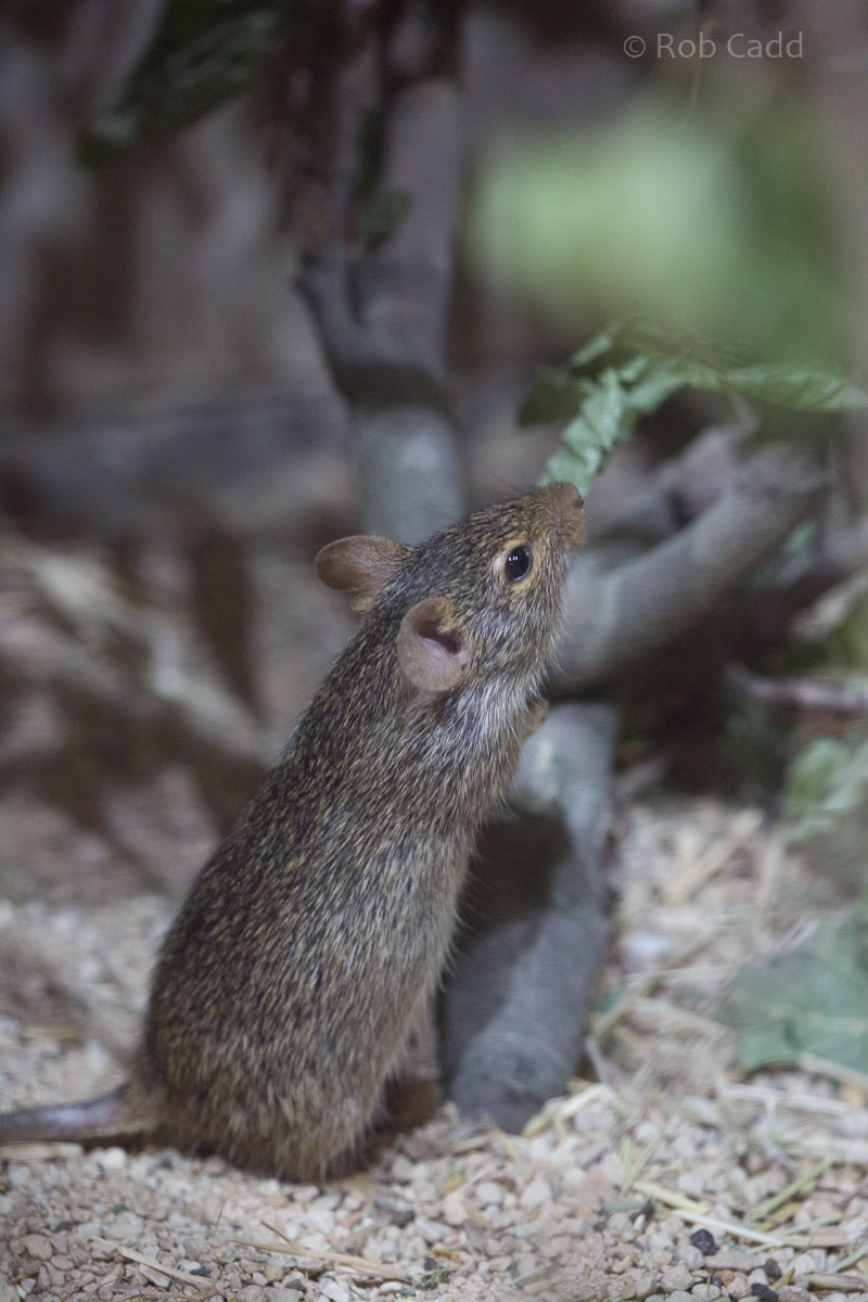 Neumanns grass rat : Cotswold WP : 14 Aug 2016