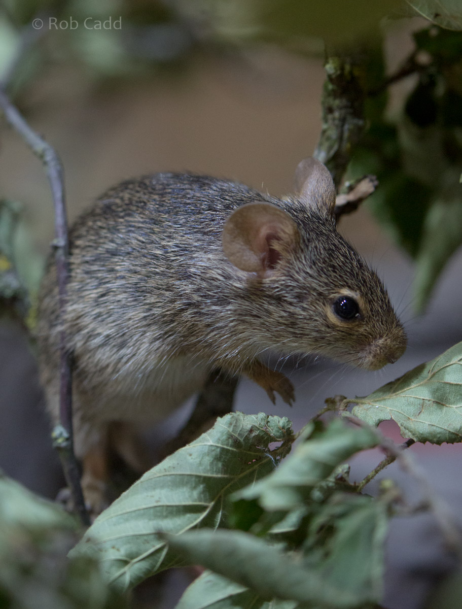 Neumanns grass rat : Cotswold WP : 14 Aug 2016