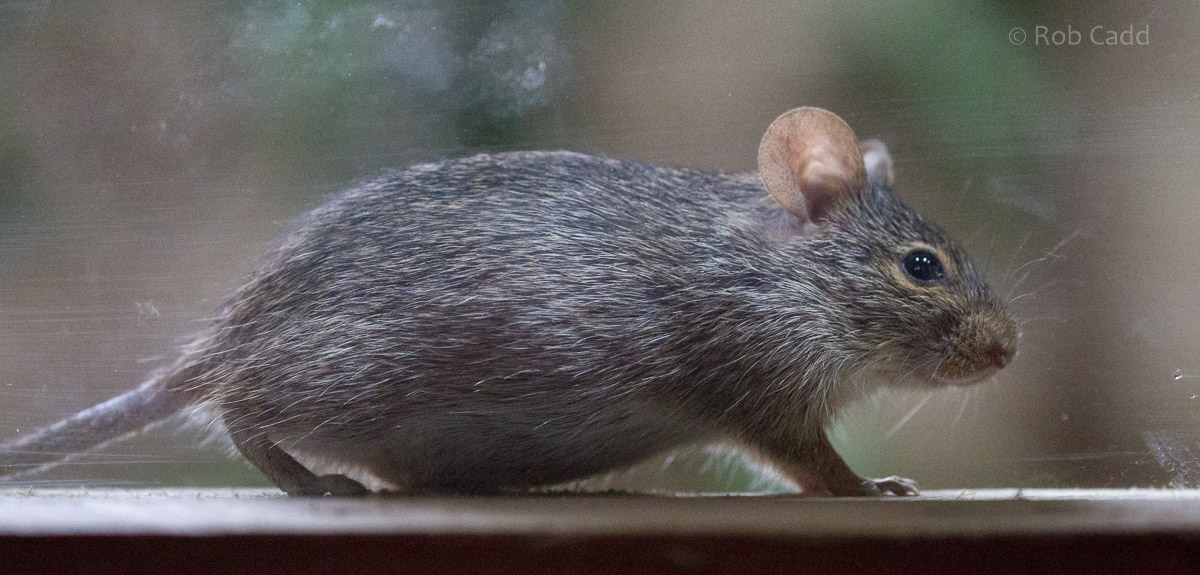 Neumanns grass rat : Cotswold WP : 14 Aug 2016