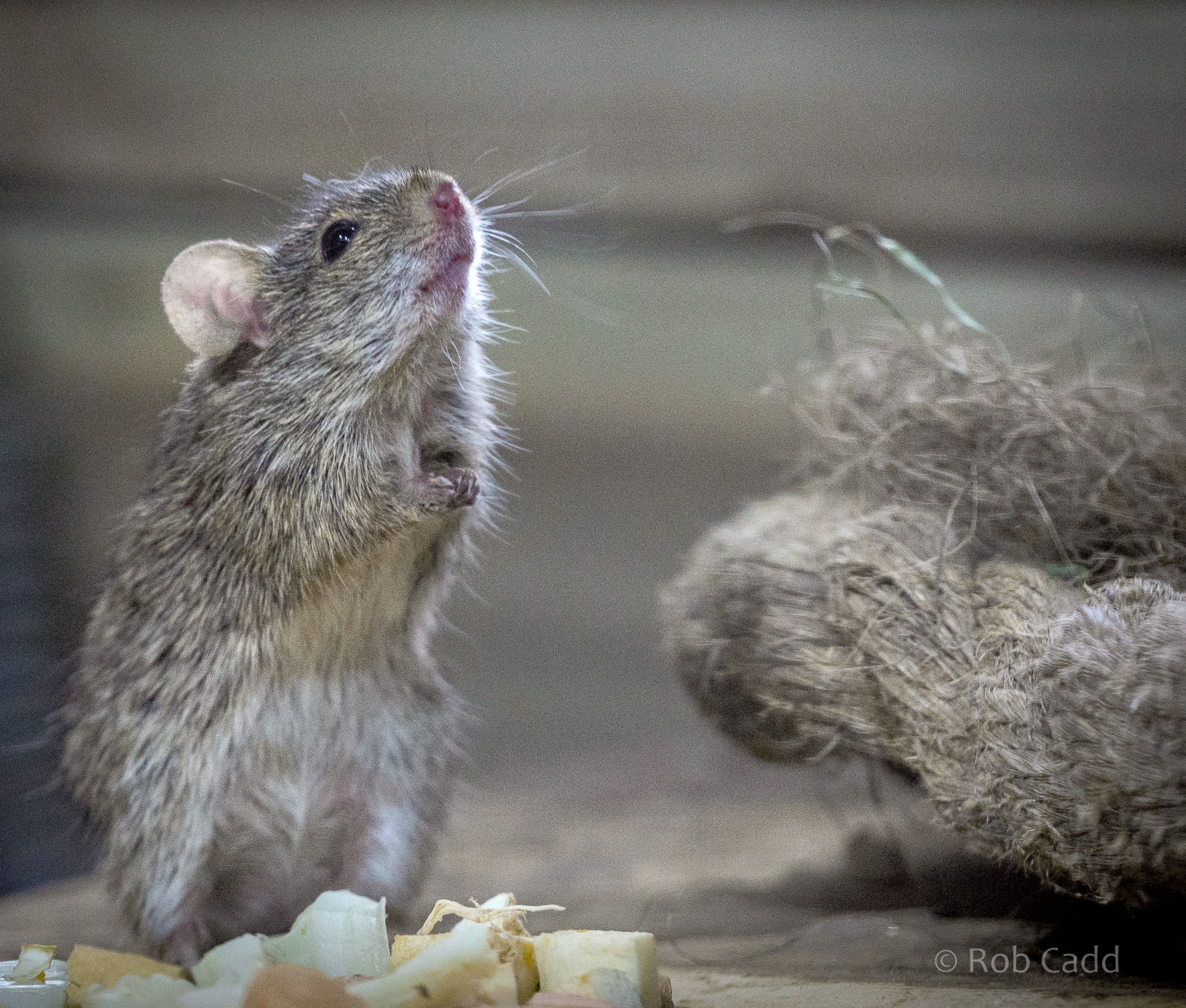 Neumann's grass rat : Cotswold WP : 21 Apr 2017