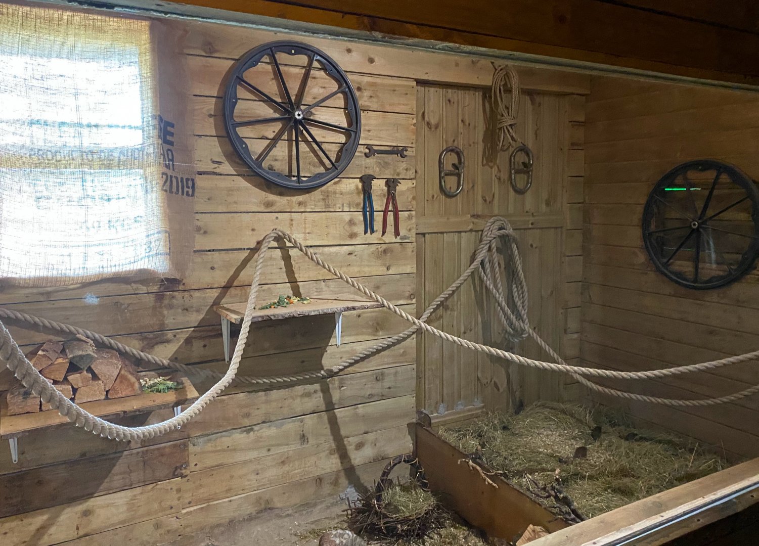 Neumann's grass rat enclosure, Little Africa, CWP, UK