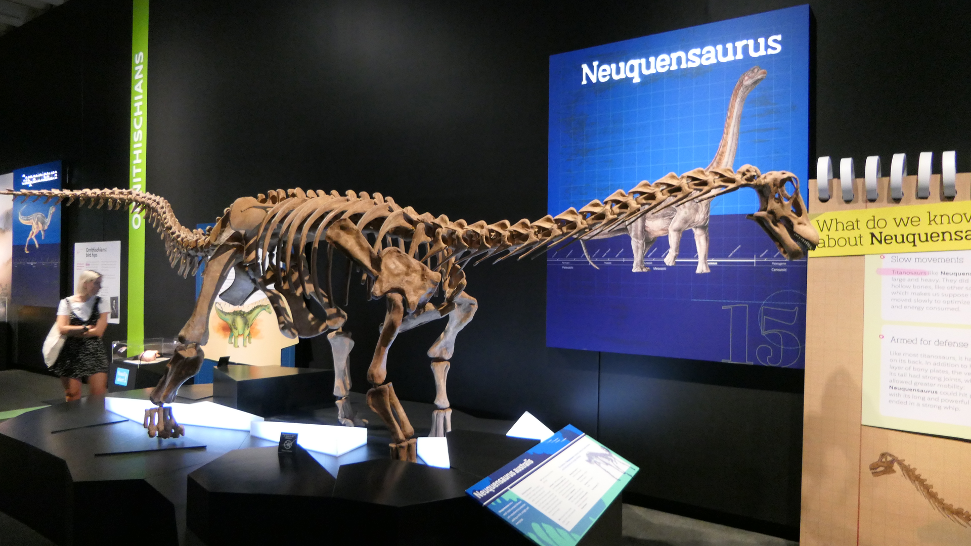 Neuquensaurus australis - Dinosaurs of Patagonia