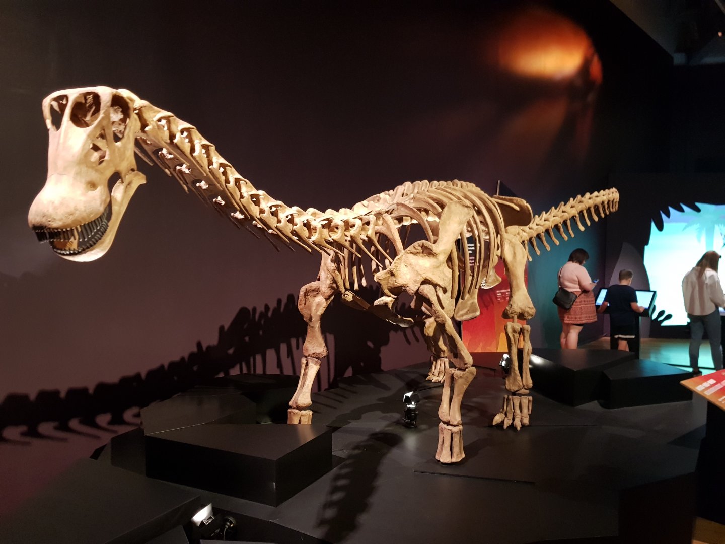 Neuquensaurus australis-Ngā Taniwha o Rūpapa | Dinosaurs of Patagonia, Te Papa