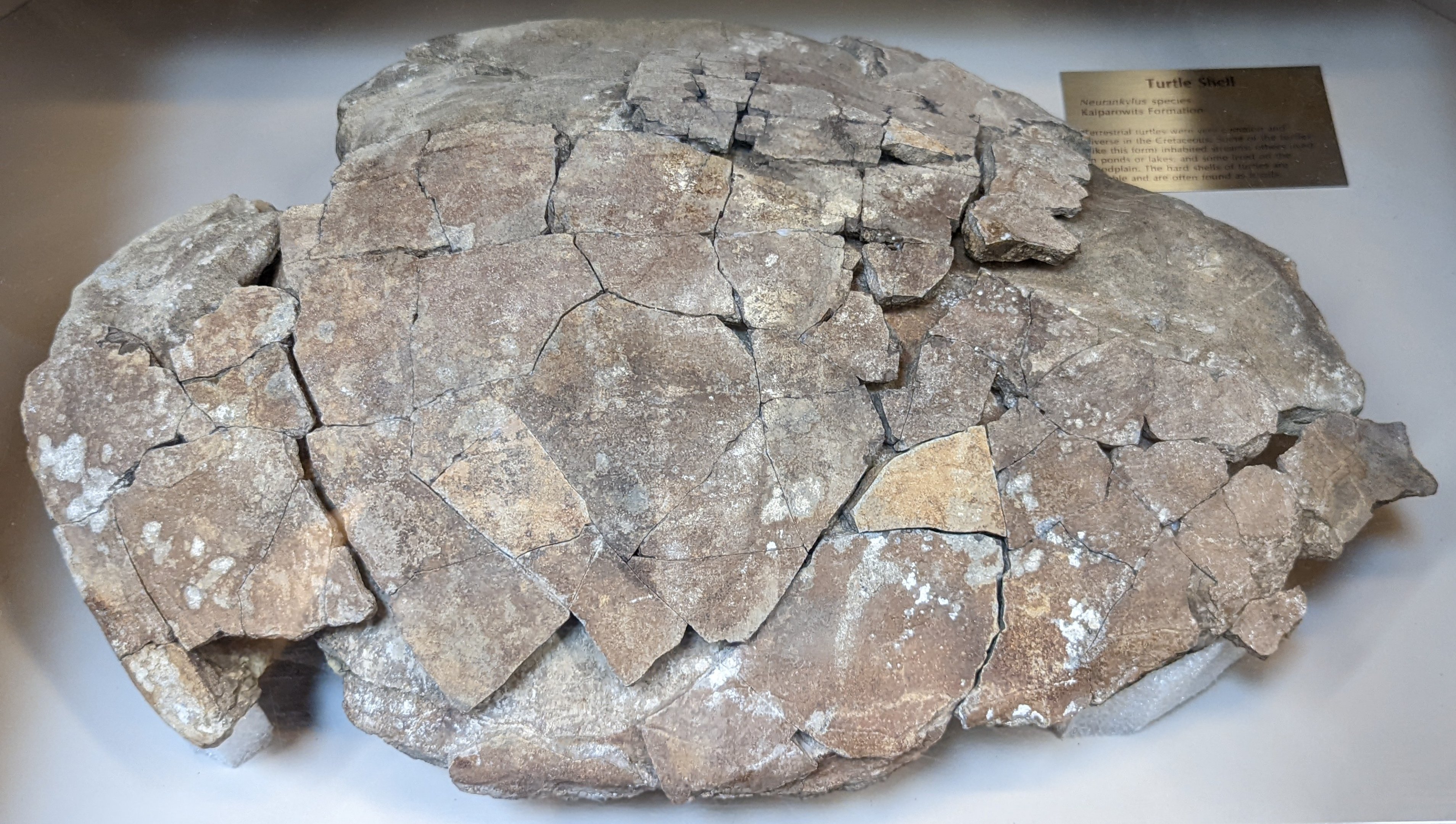 Neurankylus sp. shell