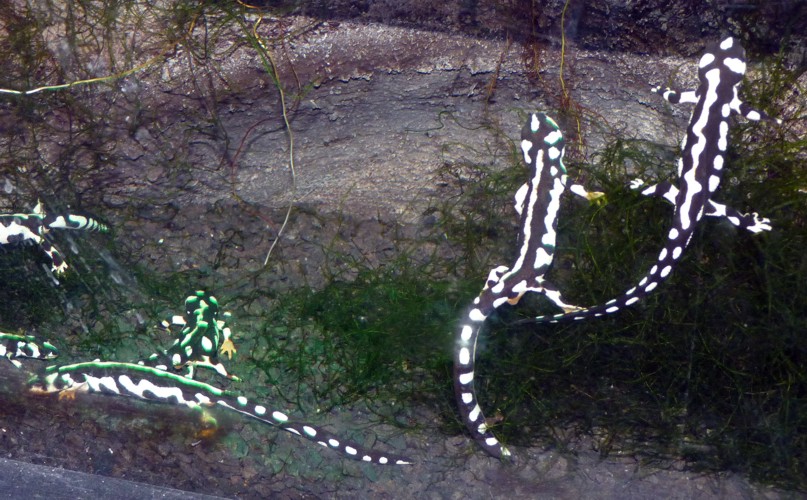 Neurergus Kaiseri 3 (22-7-17 Faunia)