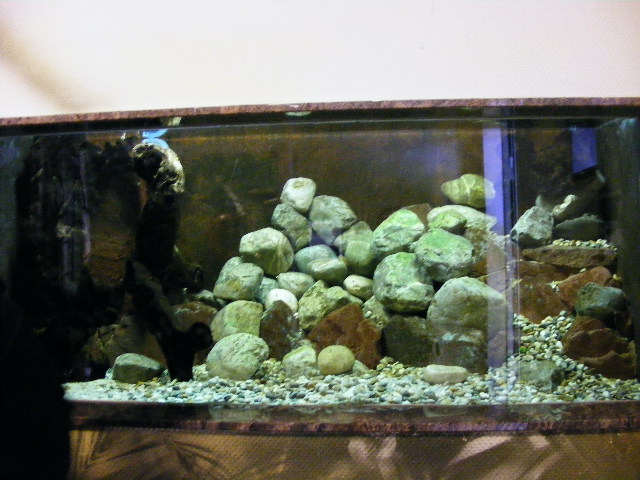 Neurergus kaiseri enclosure