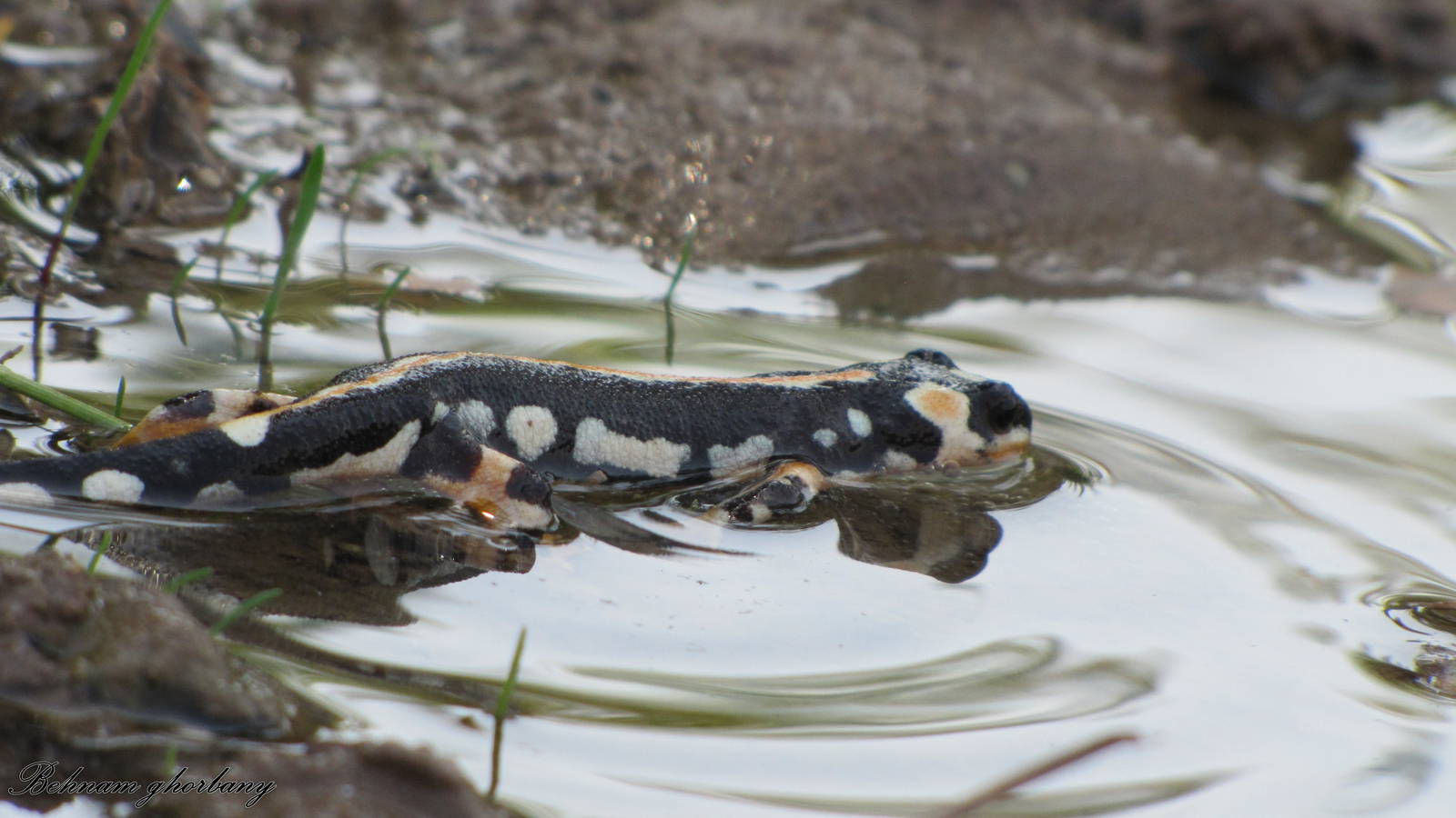 Neurergus kaiseri(lorestan newt)