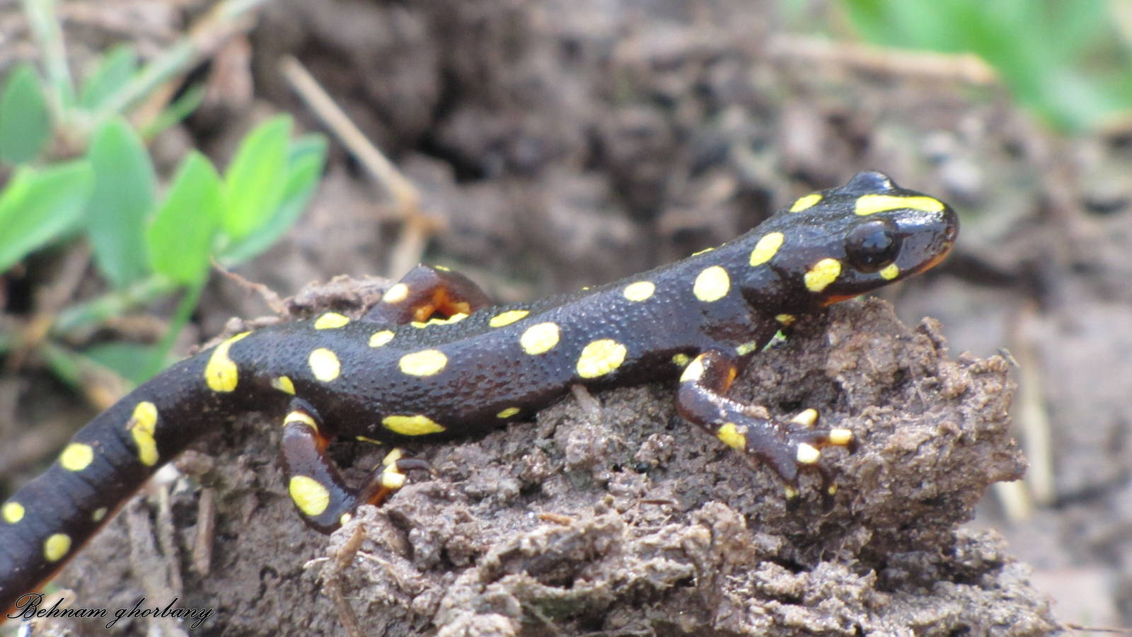 Neurergus microspilotus (kordestan mountain newt)
