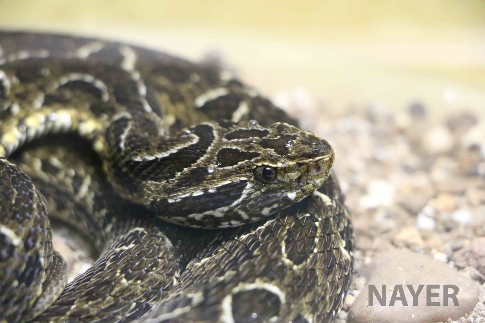 Neuwied's lancehead - Instituto Butantan, 2016